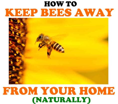 How to keep bees away. Things To Know About How to keep bees away. 